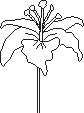 outlinelily01_jersey_1_1_1_1_1_1_1_1_1_1_1.gif